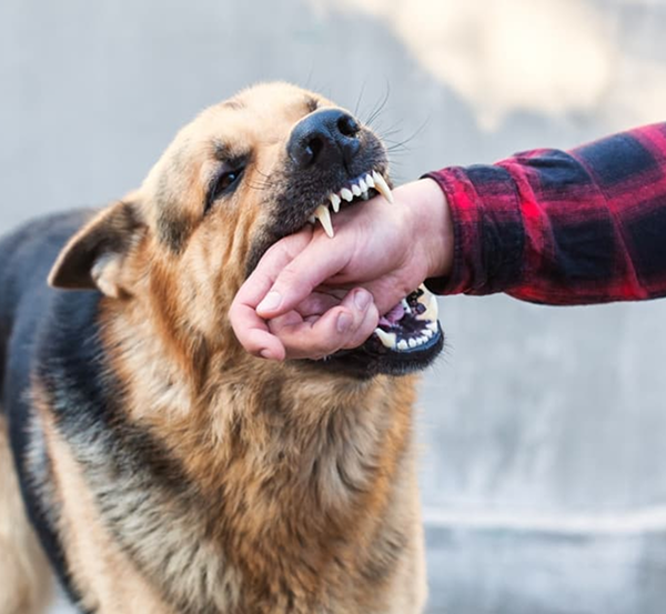 Dog Bite Attorney